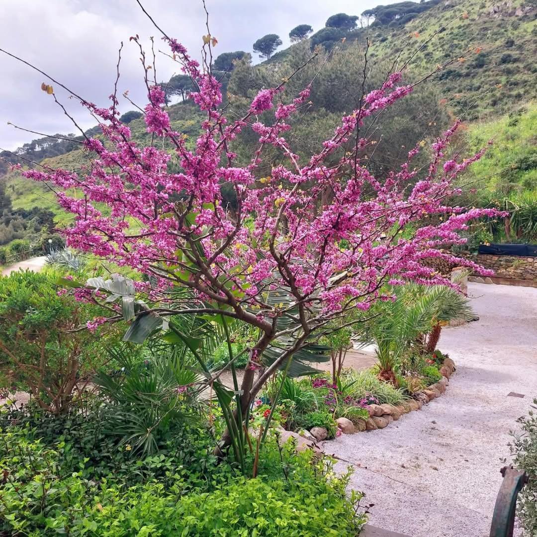 Villetta Dei Fichi D'India Rio dellʼElba Exterior foto